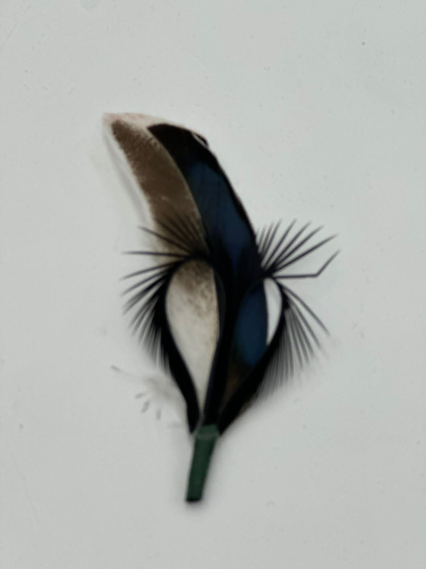 Feathers